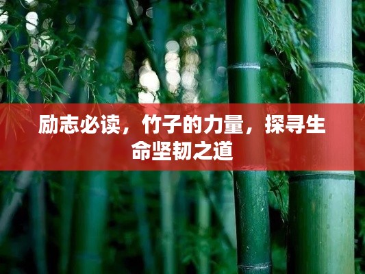 励志必读,竹子的力量,探寻生命坚韧之道