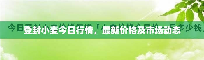 登封小麦今日行情,最新价格及市场动态