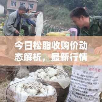 今日松脂收购价动态解析,最新行情分析