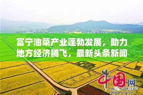 富宁油菜产业蓬勃发展,助力地方经济腾飞,最新头条新闻