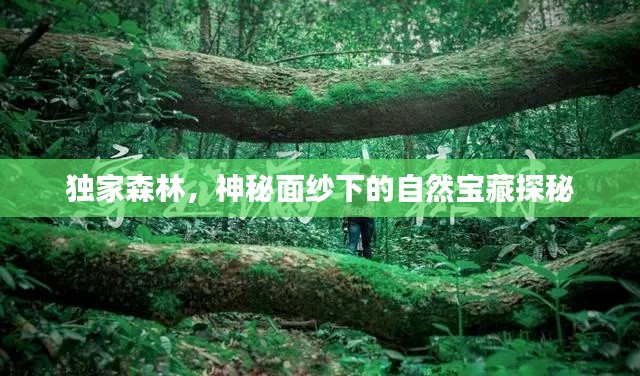 独家森林,神秘面纱下的自然宝藏探秘