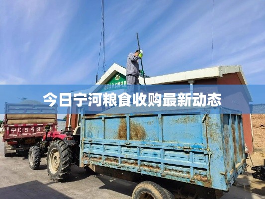 今日宁河粮食收购最新动态