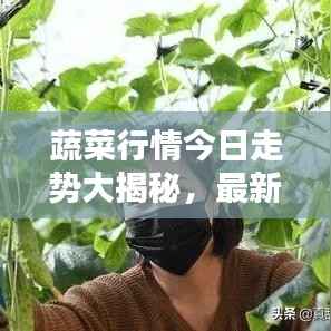 蔬菜行情今日走势大揭秘,最新消息更新