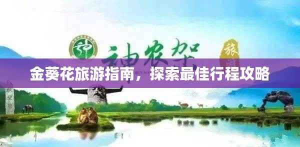 金葵花旅游指南，探索最佳行程攻略