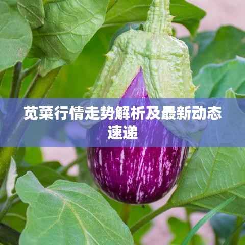 苋菜行情走势解析及最新动态速递