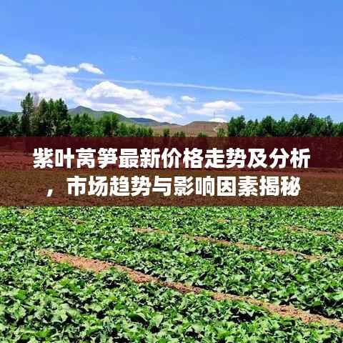紫叶莴笋最新价格走势及分析,市场趋势与影响因素揭秘