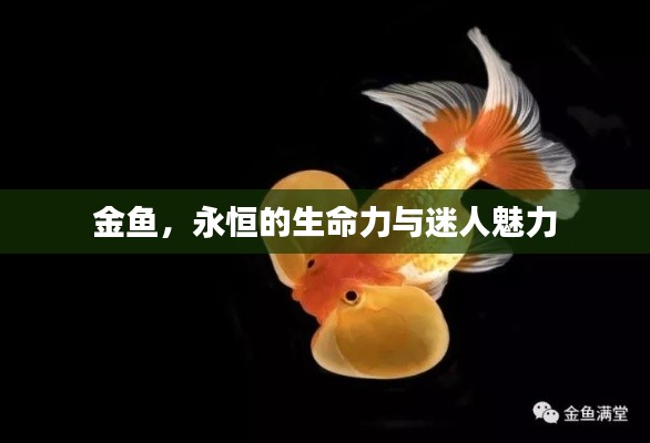 金鱼,永恒的生命力与迷人魅力