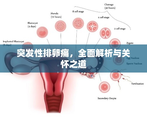突发性排卵痛,全面解析与关怀之道
