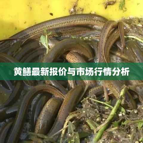 黄鳝最新报价与市场行情分析