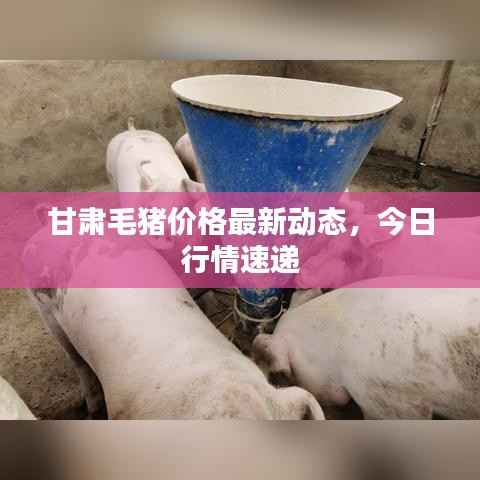 甘肃毛猪价格最新动态，今日行情速递