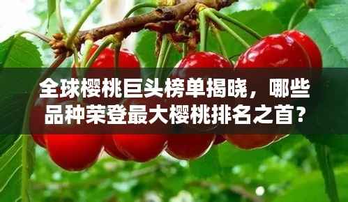 全球樱桃巨头榜单揭晓,哪些品种荣登最大樱桃排名之首?