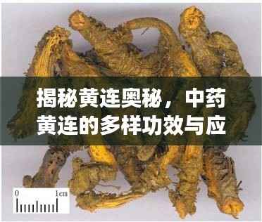 揭秘黄连奥秘,中药黄连的多样功效与应用解析