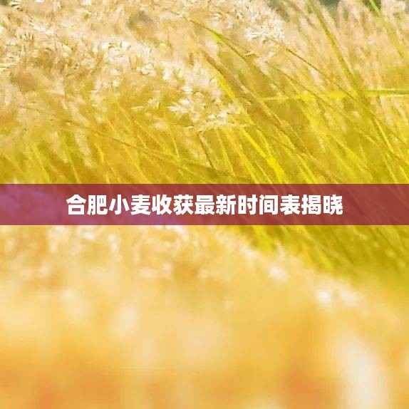 合肥小麦收获最新时间表揭晓