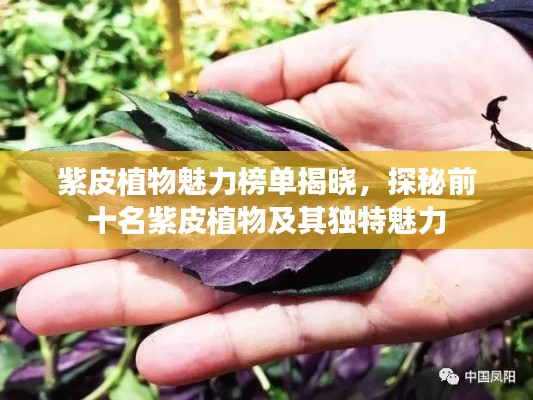 紫皮植物魅力榜单揭晓,探秘前十名紫皮植物及其独特魅力